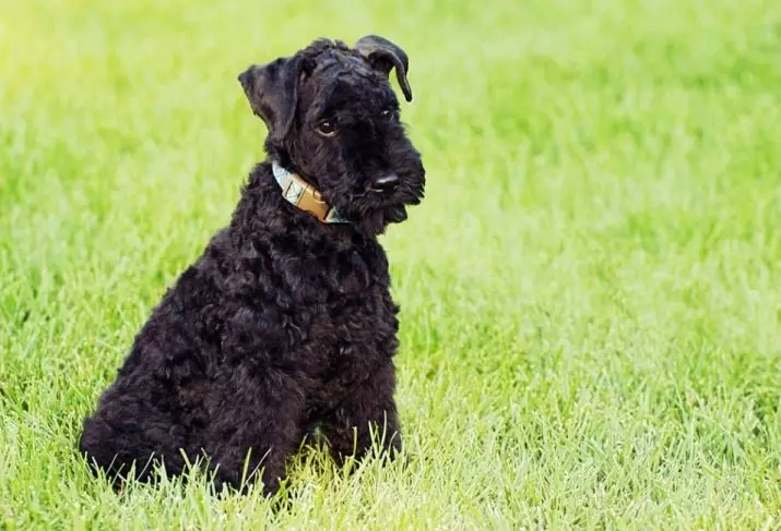 Honden die niet verliezen (45 foto's): de kleinste harde rassen, grote slaapkamerhonden en andere soorten voor het appartement 12129_31