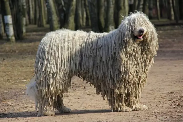 Honden die niet verliezen (45 foto's): de kleinste harde rassen, grote slaapkamerhonden en andere soorten voor het appartement 12129_35