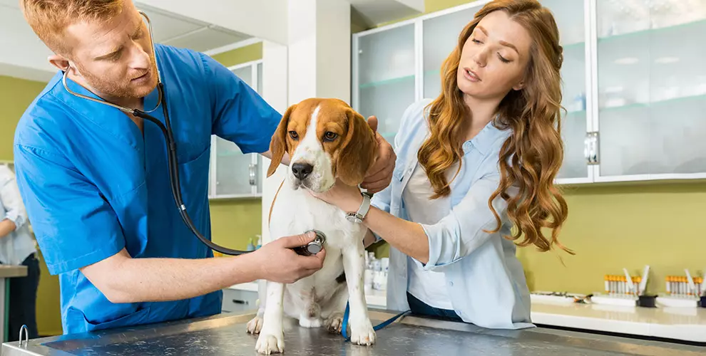 Honden die niet verliezen (45 foto's): de kleinste harde rassen, grote slaapkamerhonden en andere soorten voor het appartement 12129_38