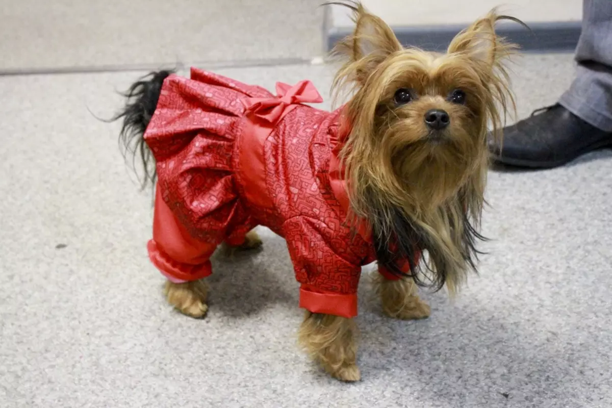 Honden die niet verliezen (45 foto's): de kleinste harde rassen, grote slaapkamerhonden en andere soorten voor het appartement 12129_40