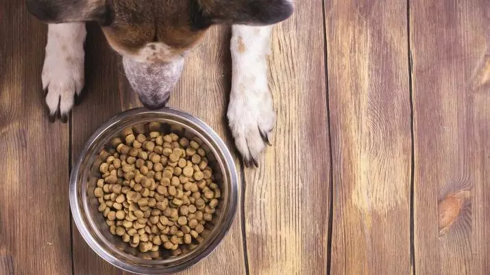 Honden die niet verliezen (45 foto's): de kleinste harde rassen, grote slaapkamerhonden en andere soorten voor het appartement 12129_45