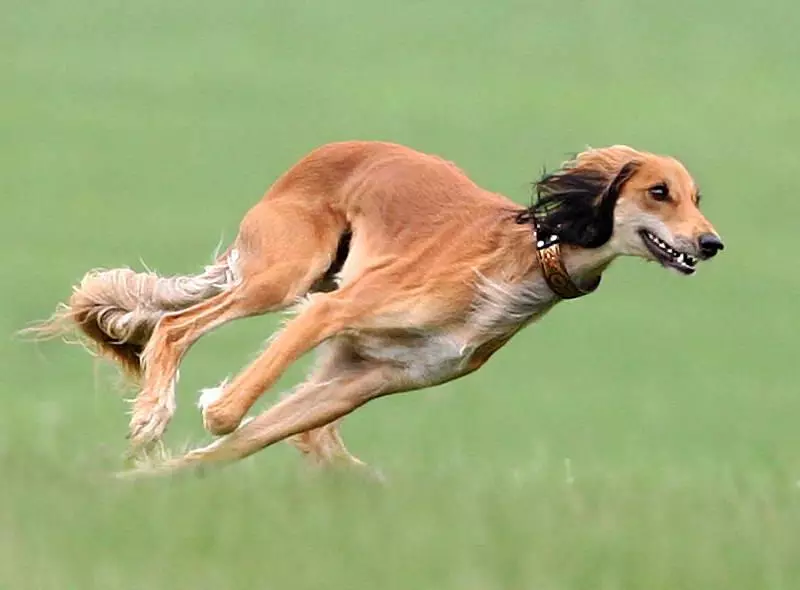 Salyuki (45 fotos): Descripció de la raça de gossos, caràcter de cadell. Com cuidar-los? 12130_12