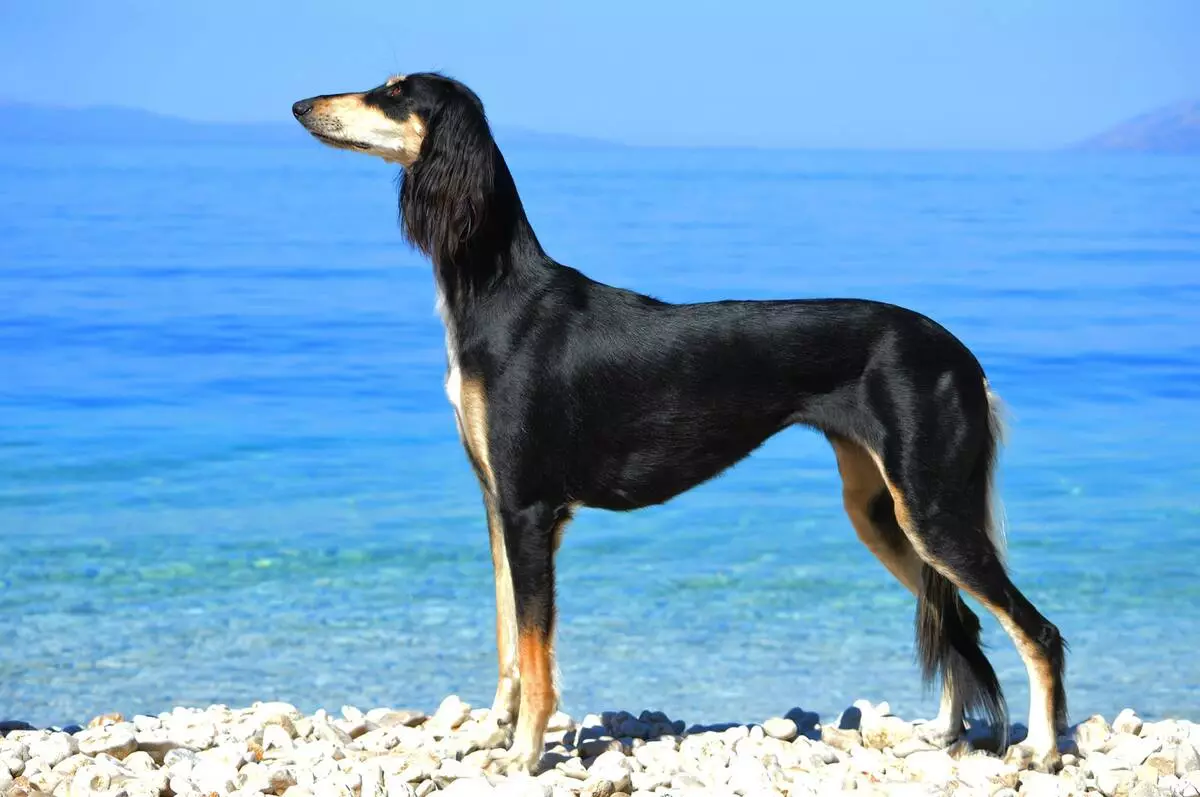 Salyuki (45 fotos): Descrição da raça do cão, personagem de cachorrinho. Como cuidar deles? 12130_21
