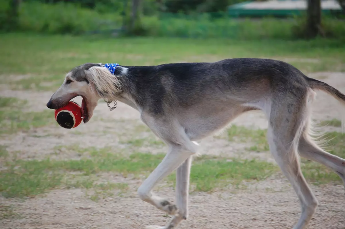 Salyuki (45 fotos): Descripció de la raça de gossos, caràcter de cadell. Com cuidar-los? 12130_28