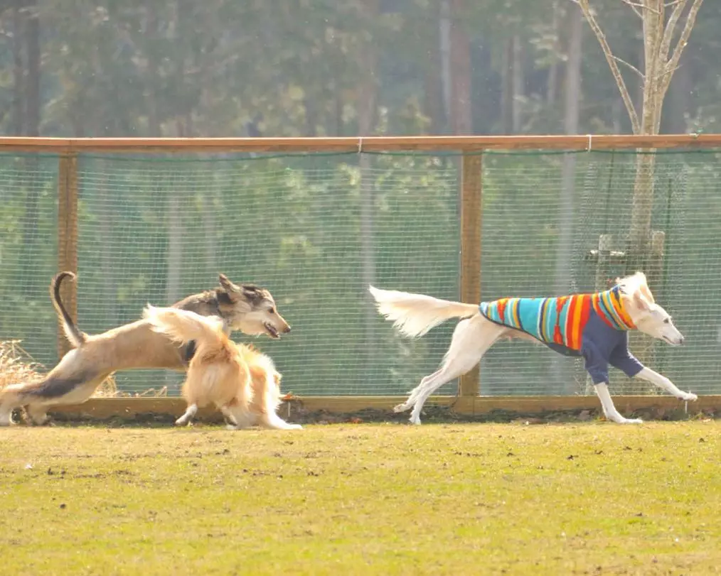 Salyuki (45 fotot): koeratõugu kirjeldus, kutsika iseloom. Kuidas neid hoolitseda? 12130_42