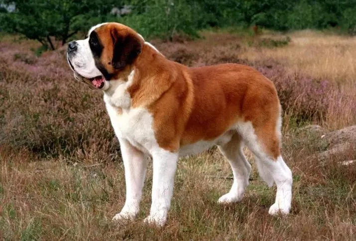 Senbernar (44 снимки): описание на породата, характерът на кученцата. Характеристики на късокоса и дълги коси кучета. Колко живеят и какво е теглото им? 12139_10