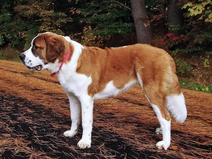 Senbernar (44 foto's): beschrijving van het ras, het karakter van pups. Kenmerken van kortharige en langharige honden. Hoeveel leven ze en wat is hun gewicht? 12139_13