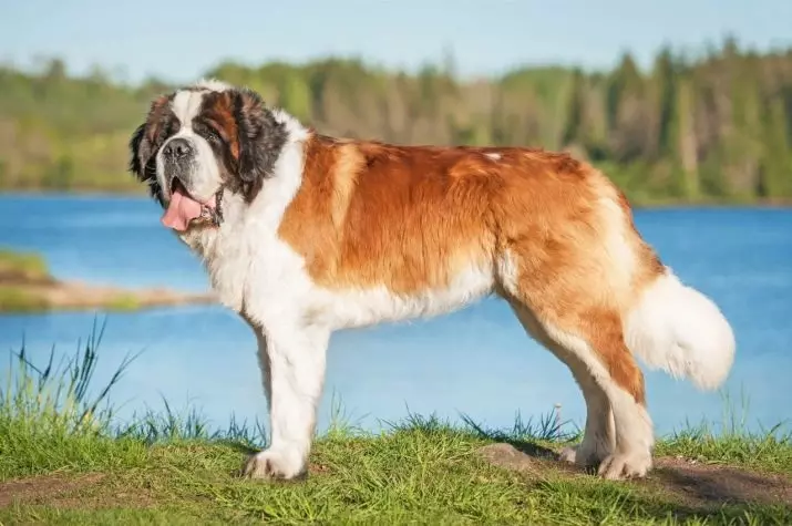 Senbernar (44 снимки): описание на породата, характерът на кученцата. Характеристики на късокоса и дълги коси кучета. Колко живеят и какво е теглото им? 12139_14
