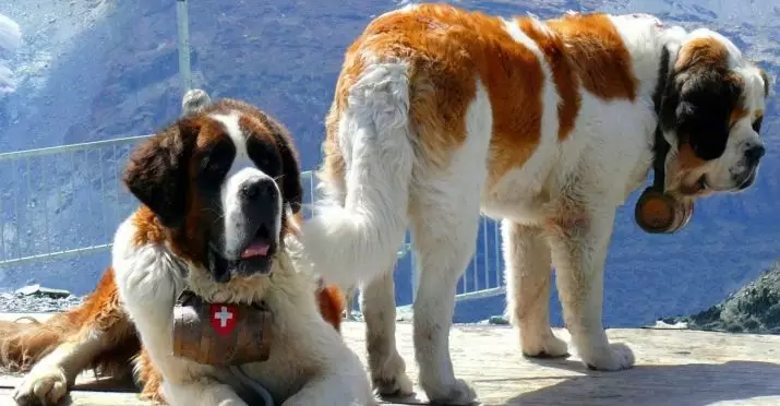 Senbernar (44 снимки): описание на породата, характерът на кученцата. Характеристики на късокоса и дълги коси кучета. Колко живеят и какво е теглото им? 12139_15