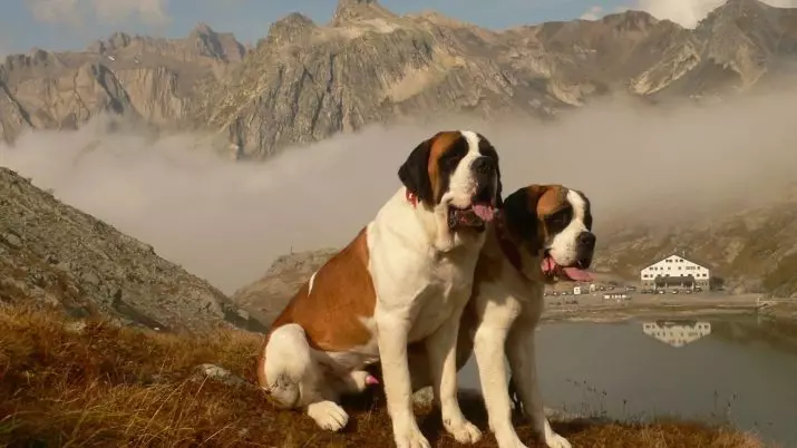 Senbernar (44 снимки): описание на породата, характерът на кученцата. Характеристики на късокоса и дълги коси кучета. Колко живеят и какво е теглото им? 12139_20