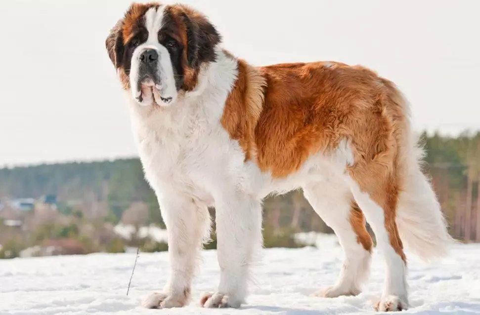 Senbernar (44 снимки): описание на породата, характерът на кученцата. Характеристики на късокоса и дълги коси кучета. Колко живеят и какво е теглото им? 12139_23