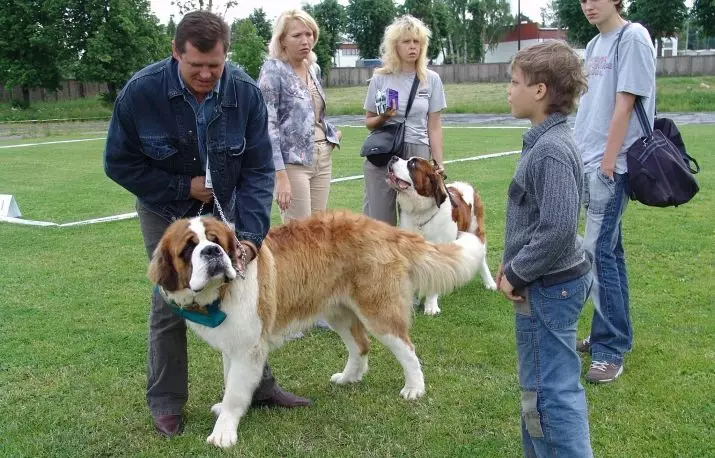 Senbernar (44 foto): Deskripsi jenis, karakter anak anjing. Karakteristik anjing berambut pendek dan berambut panjang. Berapa banyak yang mereka jalani dan berapa berat mereka? 12139_41