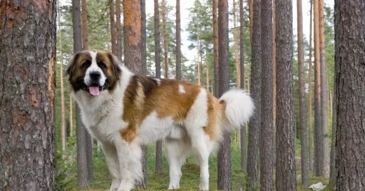 Senbernar (44 foto): Deskripsi jenis, karakter anak anjing. Karakteristik anjing berambut pendek dan berambut panjang. Berapa banyak yang mereka jalani dan berapa berat mereka? 12139_42
