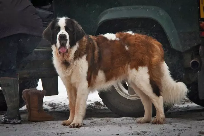 Senbernar (44 снимки): описание на породата, характерът на кученцата. Характеристики на късокоса и дълги коси кучета. Колко живеят и какво е теглото им? 12139_6