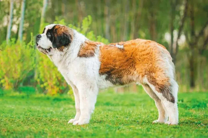 Senbernar (44 foto): Deskripsi jenis, karakter anak anjing. Karakteristik anjing berambut pendek dan berambut panjang. Berapa banyak yang mereka jalani dan berapa berat mereka? 12139_7