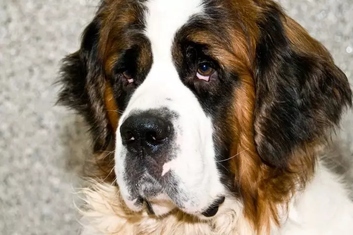 Senbernar (44 снимки): описание на породата, характерът на кученцата. Характеристики на късокоса и дълги коси кучета. Колко живеят и какво е теглото им? 12139_8