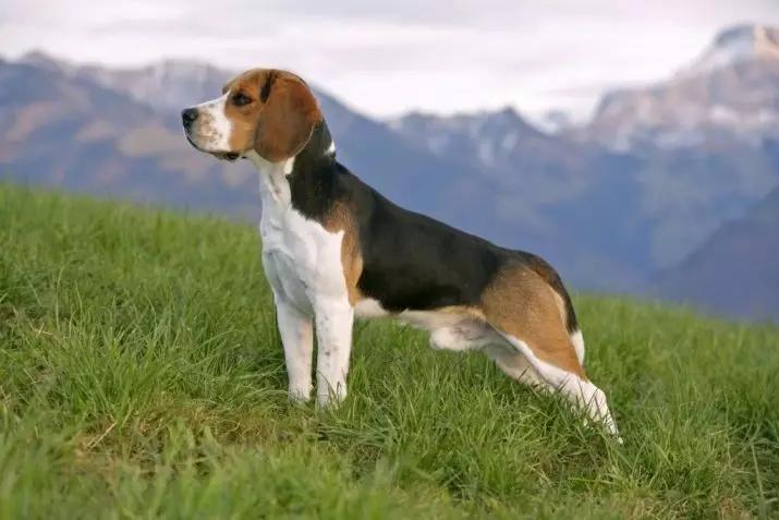 Dlhodobý psi (23 fotiek): Aké sú plemená najdlhšie žijúce a sú charakterizované dobrým zdravím? World Record Loading Loaded v Guinness Book 12143_12
