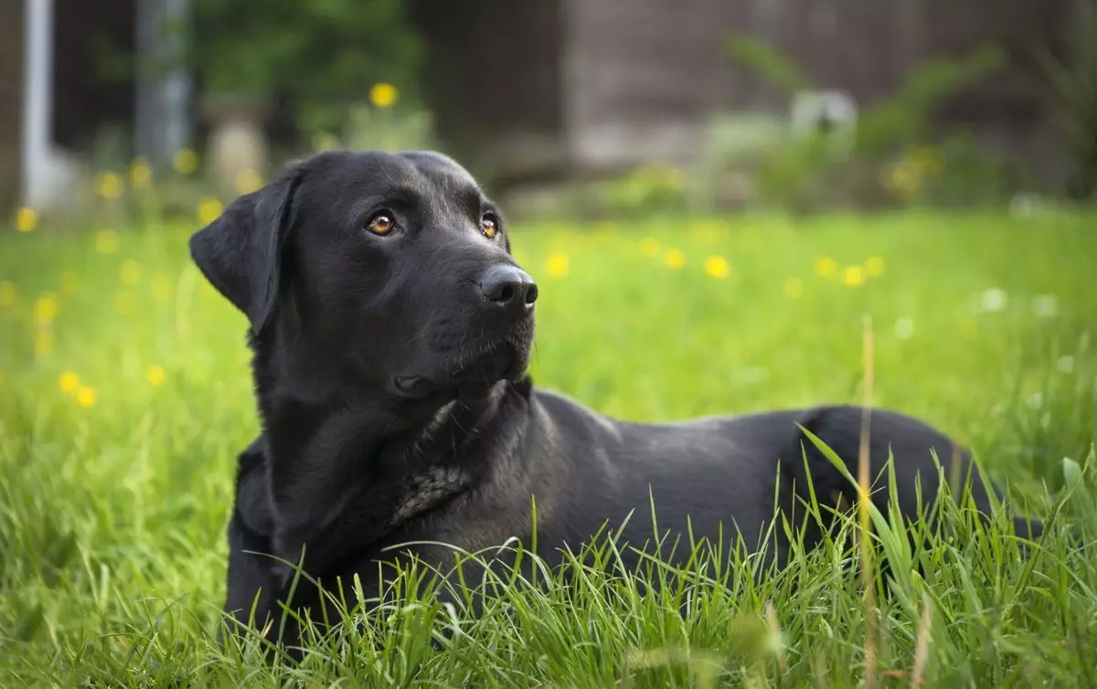 Pikaajalised koerad (23 fotot): Millised on kõige pikaajalise tõugude tõugu ja seda iseloomustab hea tervis? Maailma rekordiline laadimine Guinnessi raamatusse 12143_16