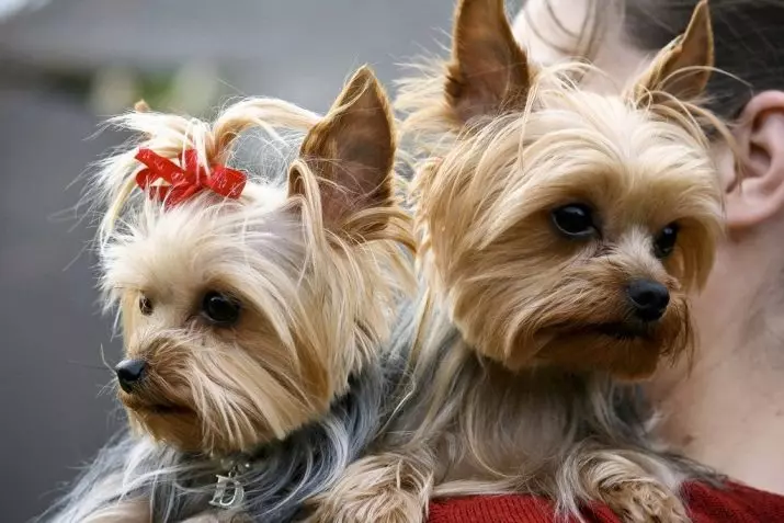Langlebige Hunde (23 Fotos): Was sind die Rassen der langjährigsten und sind von guter Gesundheit geprägt? Weltrekordladung geladen in Guinness-Buch 12143_3