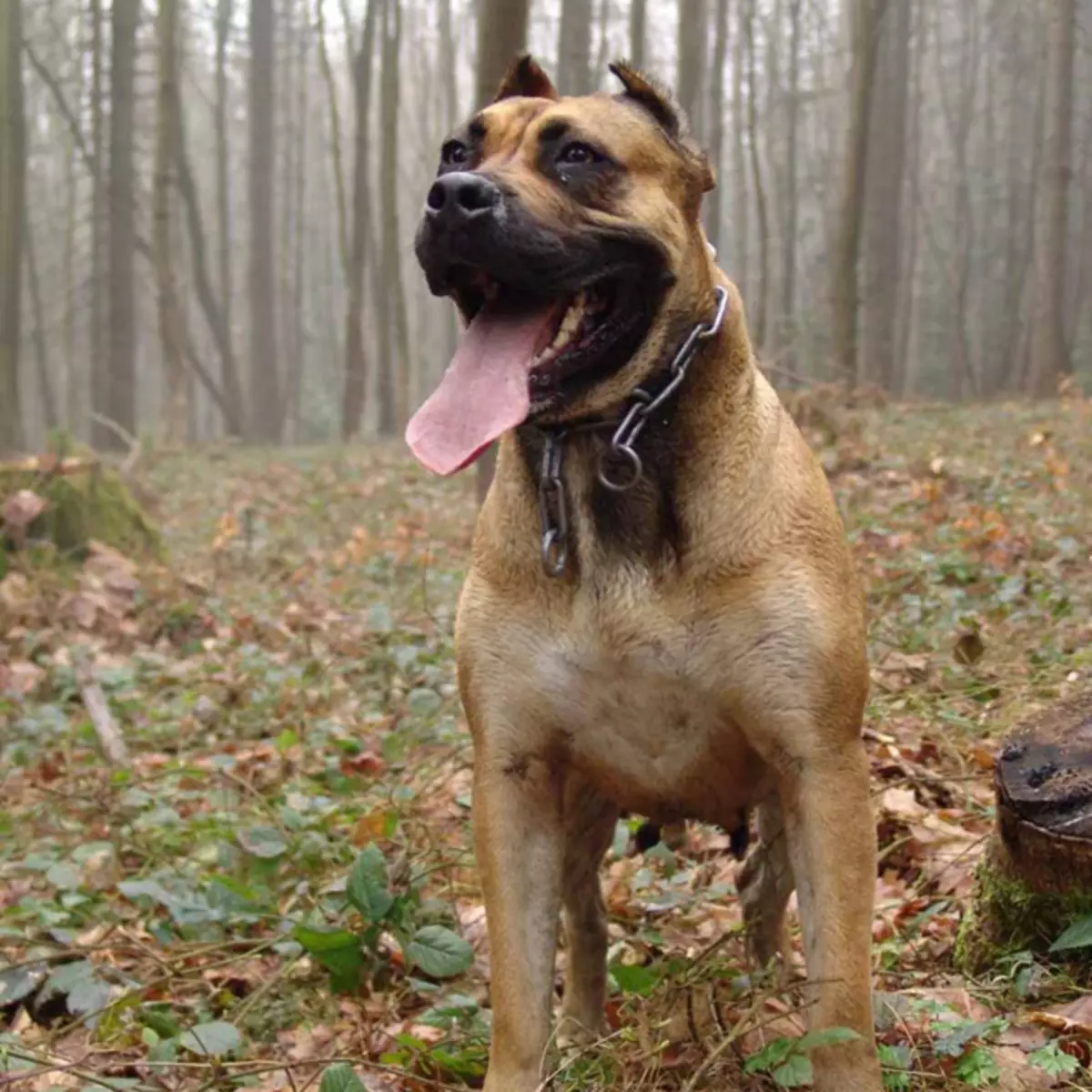 Alanian Dog (32 foto's): beschrijving van Spaanse bulldogs, karakter van het Combat-ras Alano. Hoe puppy's te houden? 12144_14