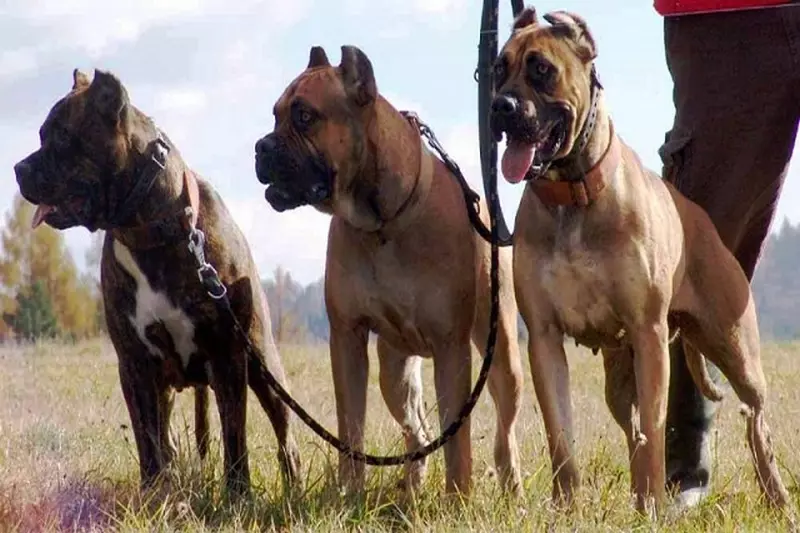 Alanian Dog (32 foto's): beschrijving van Spaanse bulldogs, karakter van het Combat-ras Alano. Hoe puppy's te houden? 12144_17