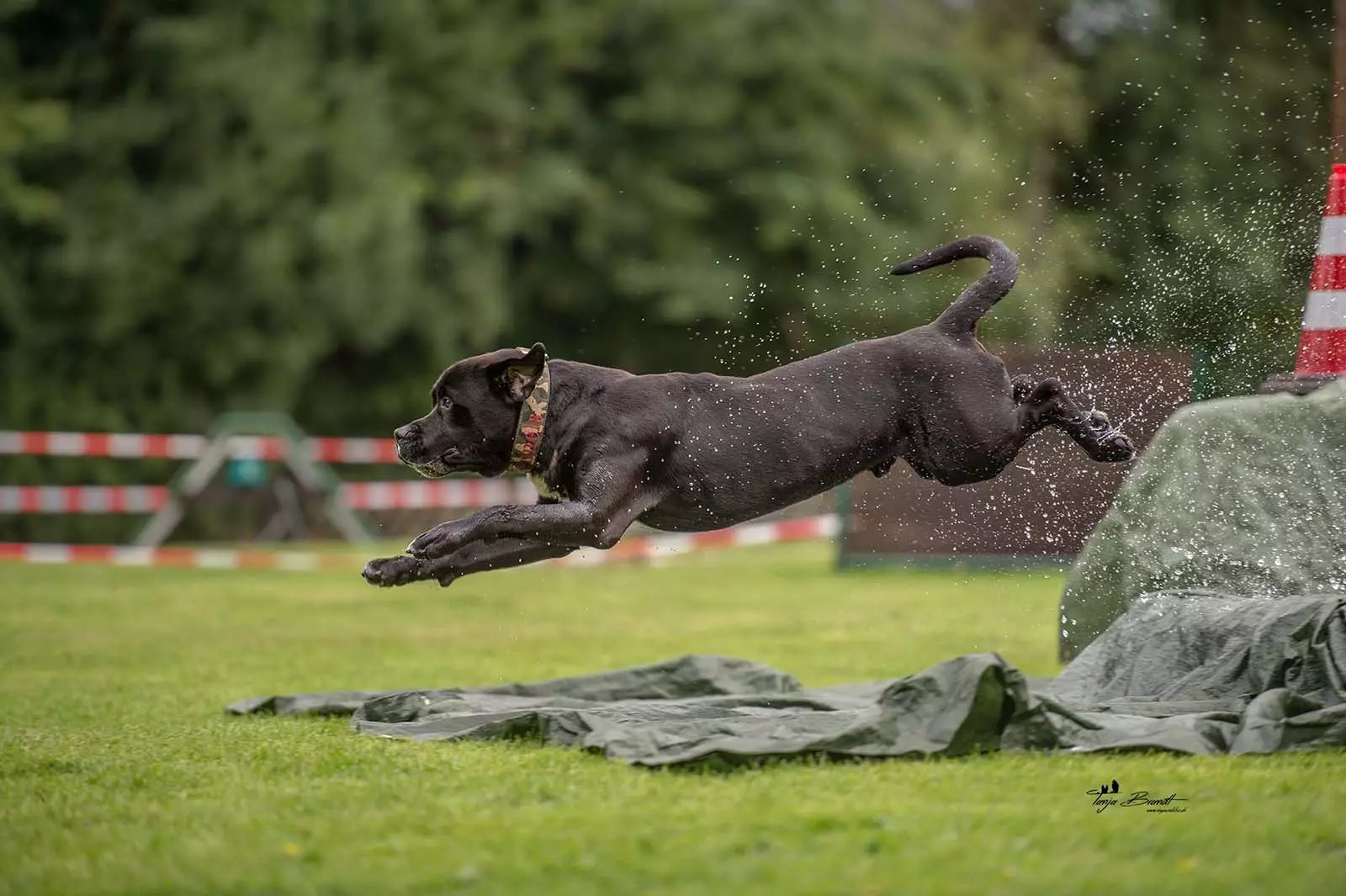 Dog Alanian (32 photos): Description des bouledogues espagnoles, caractère de la race de combat Alano. Comment garder les chiots? 12144_4