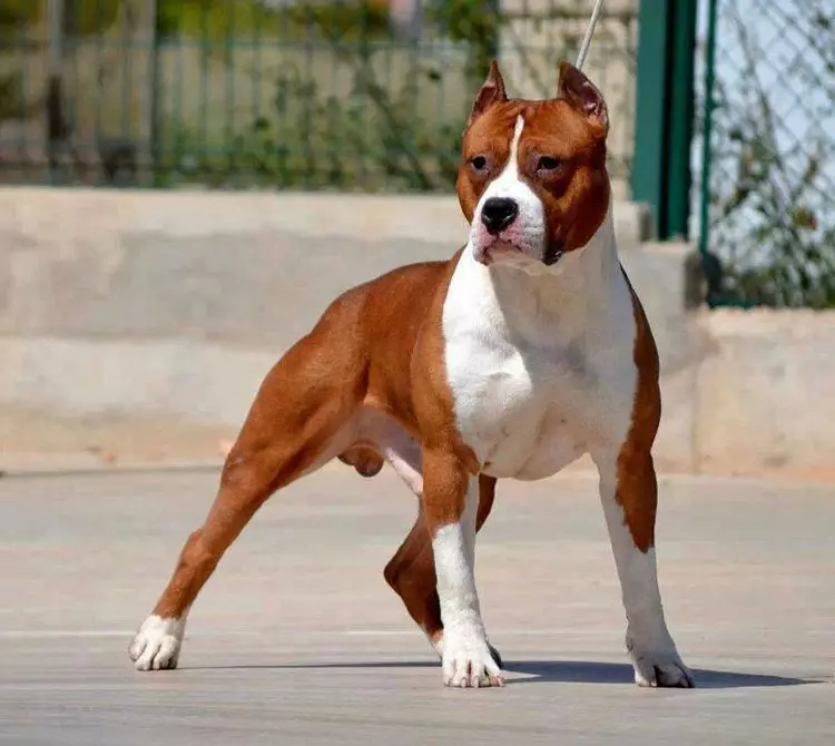 Alanian Dog (32 foto's): beschrijving van Spaanse bulldogs, karakter van het Combat-ras Alano. Hoe puppy's te houden? 12144_6