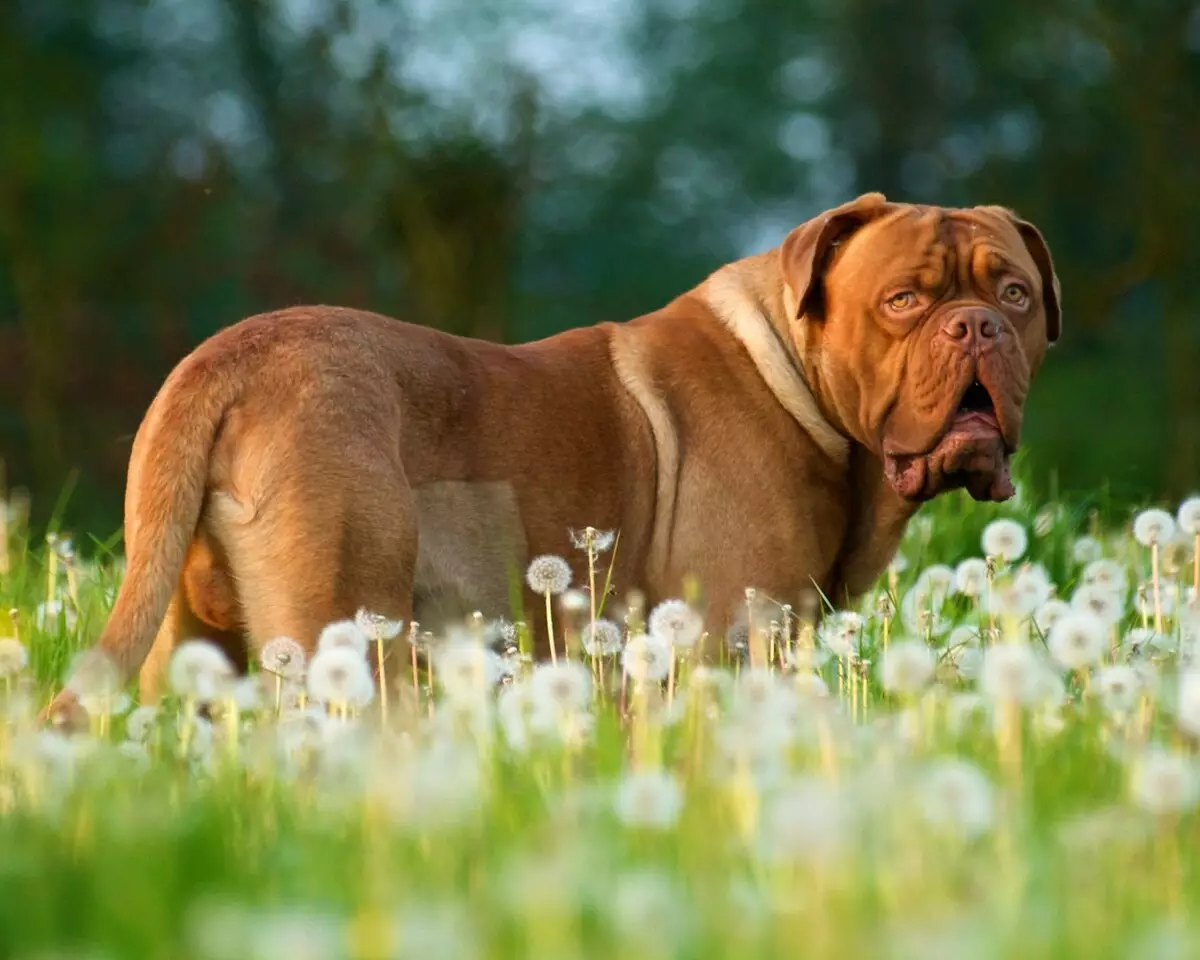 Moless Hond Rassen (26 Fotoen): Varietéite mat Beschreiwung, amerikanesche Vertrieder vun der Moloss Group 12148_10
