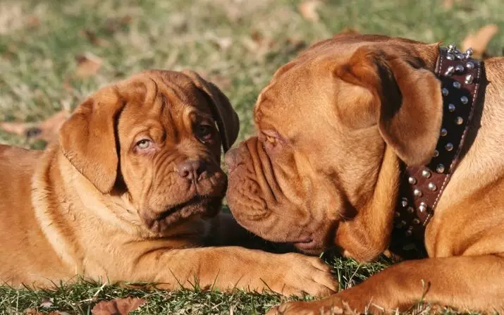 Moloss Dog Breeds (26 Foto): Varieti dengan Penerangan, Wakil Amerika dari Kumpulan Moloss 12148_12