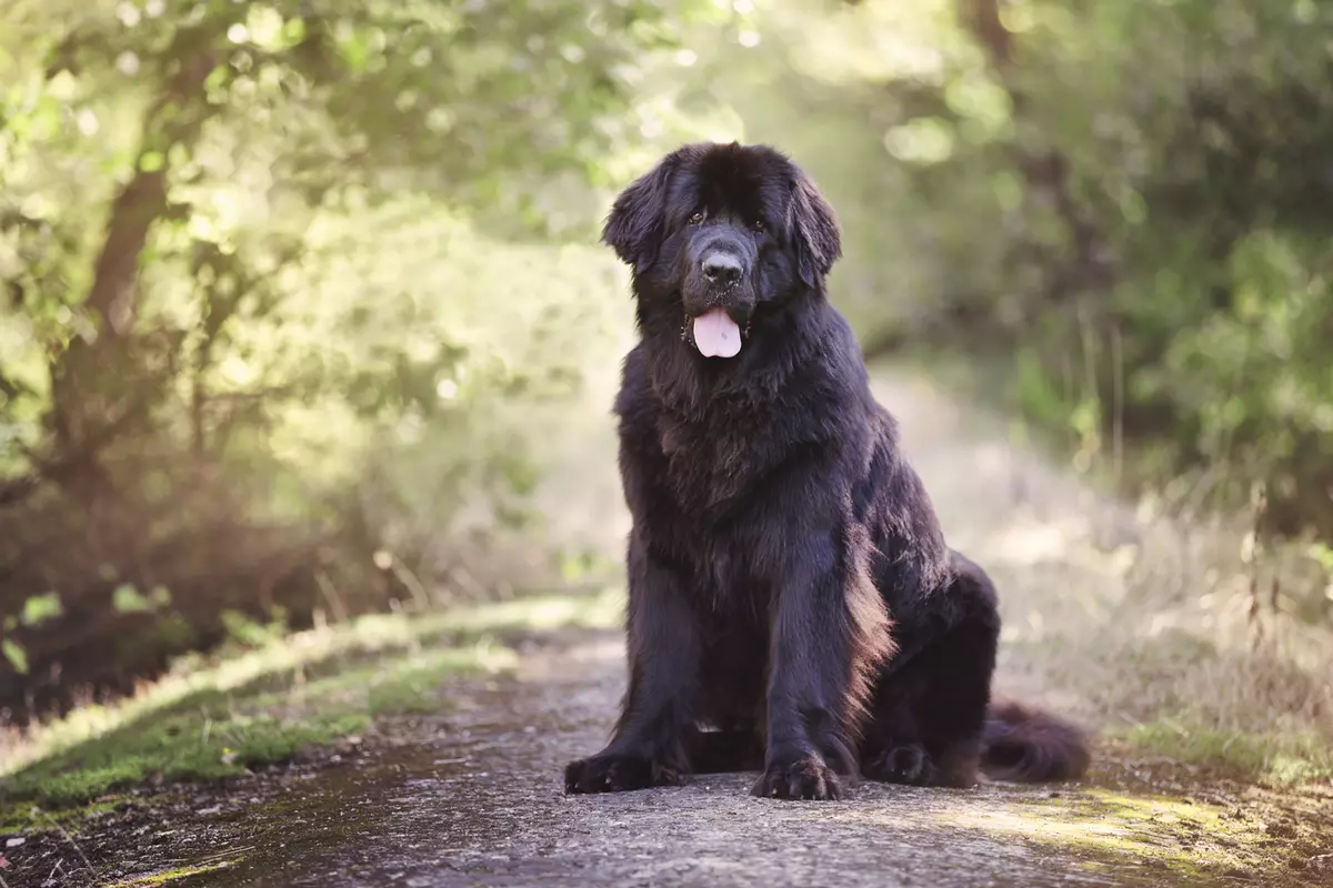 Moloss Dog Breeds (26 Foto): Varieti dengan Penerangan, Wakil Amerika dari Kumpulan Moloss 12148_23