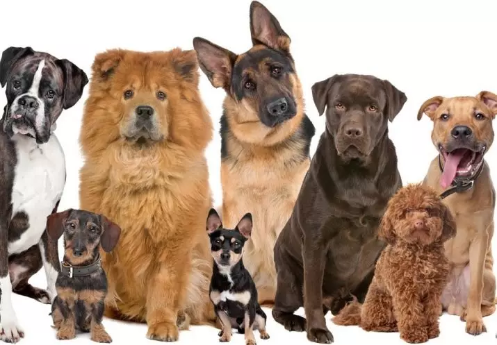 Moless Hond Rassen (26 Fotoen): Varietéite mat Beschreiwung, amerikanesche Vertrieder vun der Moloss Group 12148_26