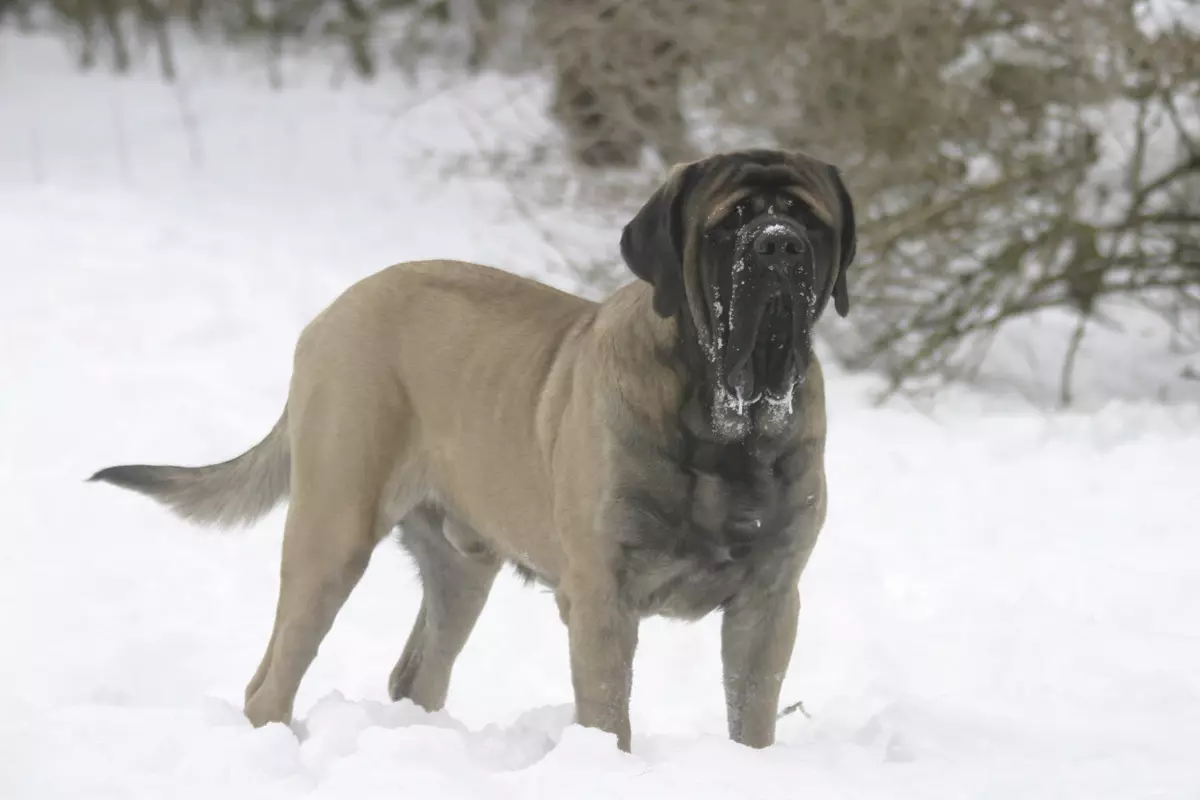 Moless Hond Rassen (26 Fotoen): Varietéite mat Beschreiwung, amerikanesche Vertrieder vun der Moloss Group 12148_6