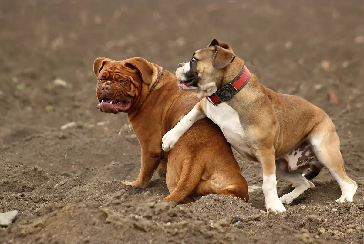 Moless Hond Rassen (26 Fotoen): Varietéite mat Beschreiwung, amerikanesche Vertrieder vun der Moloss Group 12148_7