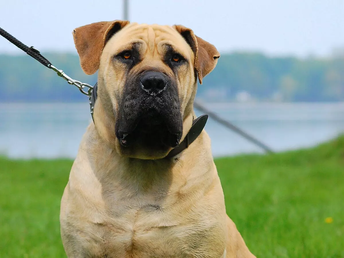 Moless Hond Rassen (26 Fotoen): Varietéite mat Beschreiwung, amerikanesche Vertrieder vun der Moloss Group 12148_8