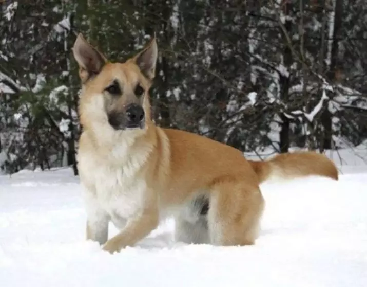 Chinook (26 foto): Çfarë është ky qen? Përshkrimi i tipareve të racës dhe rregullave themelore të kujdesit 12154_25