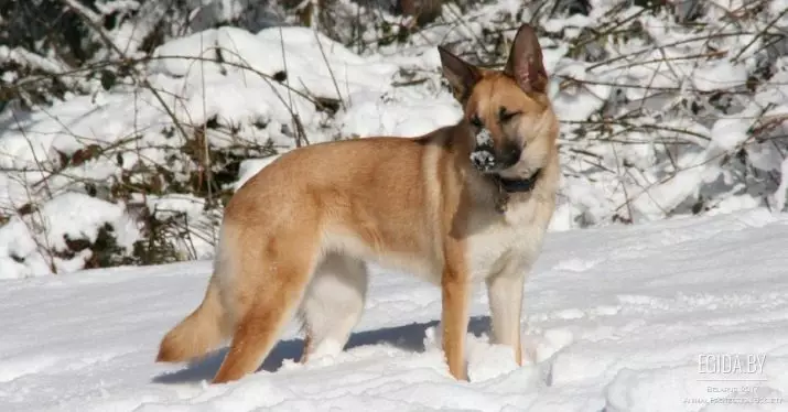 Chinook (26 լուսանկար). Ինչ է այս շունը: Ցեղատեսակի առանձնահատկությունների նկարագրությունը եւ խնամքի հիմնական կանոնները 12154_7