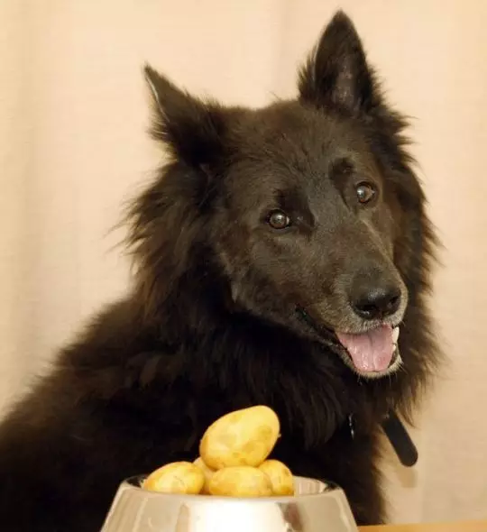 Patates köpekleri için mümkün mü? 19 Fotoğraf Yavruları ve yetişkin köpekleri haşlanmış ve ham patateslere vermek mümkün mü? Ya köpek patates patates püresi yedise? 12155_4
