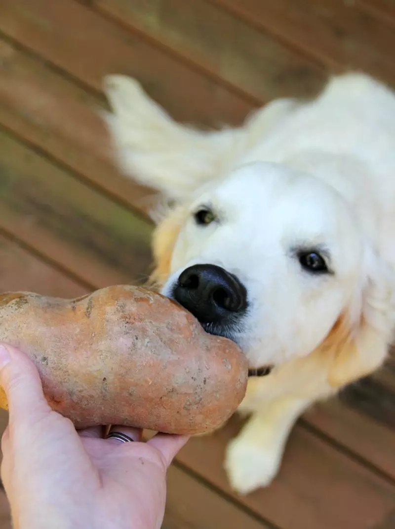 Je li moguće pse krumpira? 19 Foto je moguće dati štenci i odrasli psi kuhani i sirovi krumpir? Što ako je pas jeo krumpir pire krumpir? 12155_9
