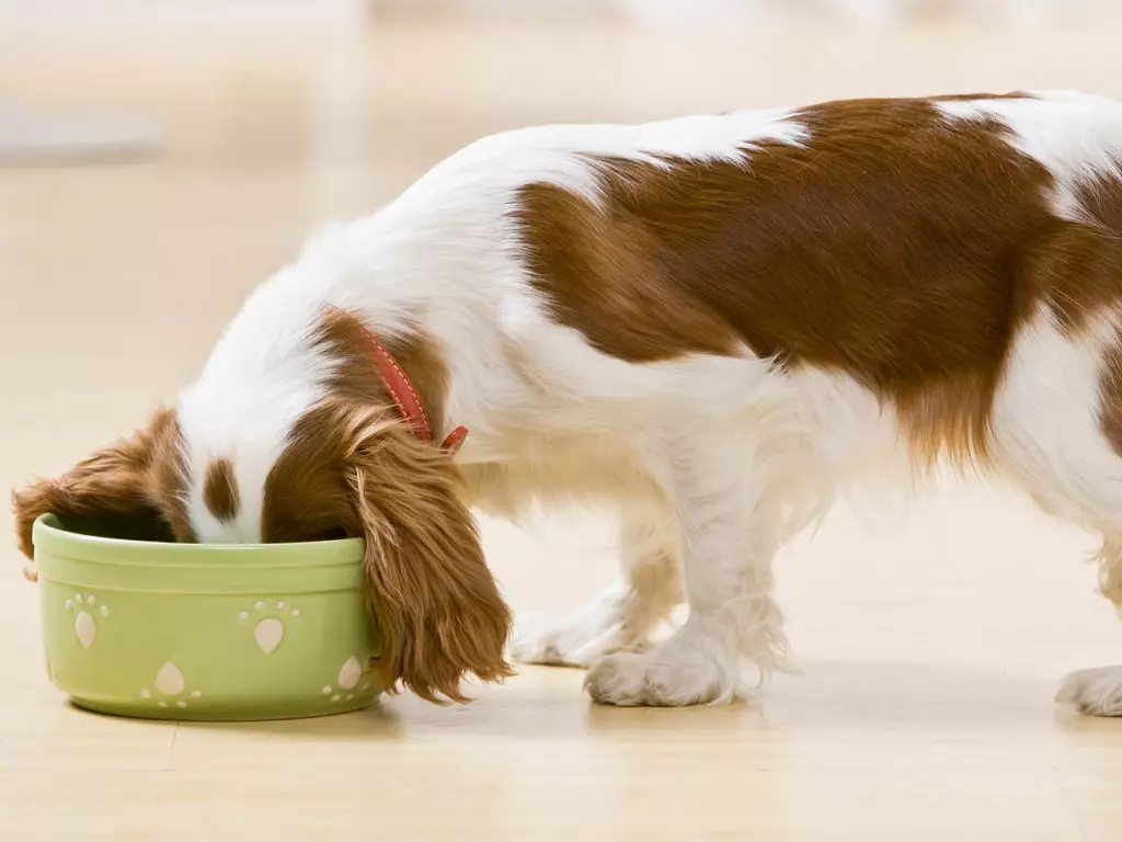 Czy można podawać psa z naturalnym i suchym jedzeniem w tym samym czasie? 19 zdjęć Jak łączyć typy karmienia?