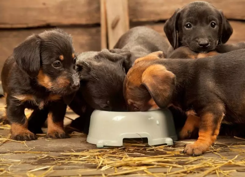 Suapan kering untuk anak anjing (17 foto): Ciri-ciri pemakanan. Berapa banyak gram yang perlu diberikan sehari? Bagaimana dengan betul mengira norma di atas meja? 12166_11