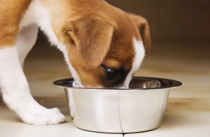 Suapan kering untuk anak anjing (17 foto): Ciri-ciri pemakanan. Berapa banyak gram yang perlu diberikan sehari? Bagaimana dengan betul mengira norma di atas meja? 12166_12