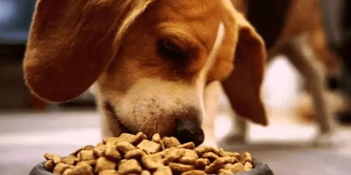 Suapan kering untuk anak anjing (17 foto): Ciri-ciri pemakanan. Berapa banyak gram yang perlu diberikan sehari? Bagaimana dengan betul mengira norma di atas meja? 12166_14