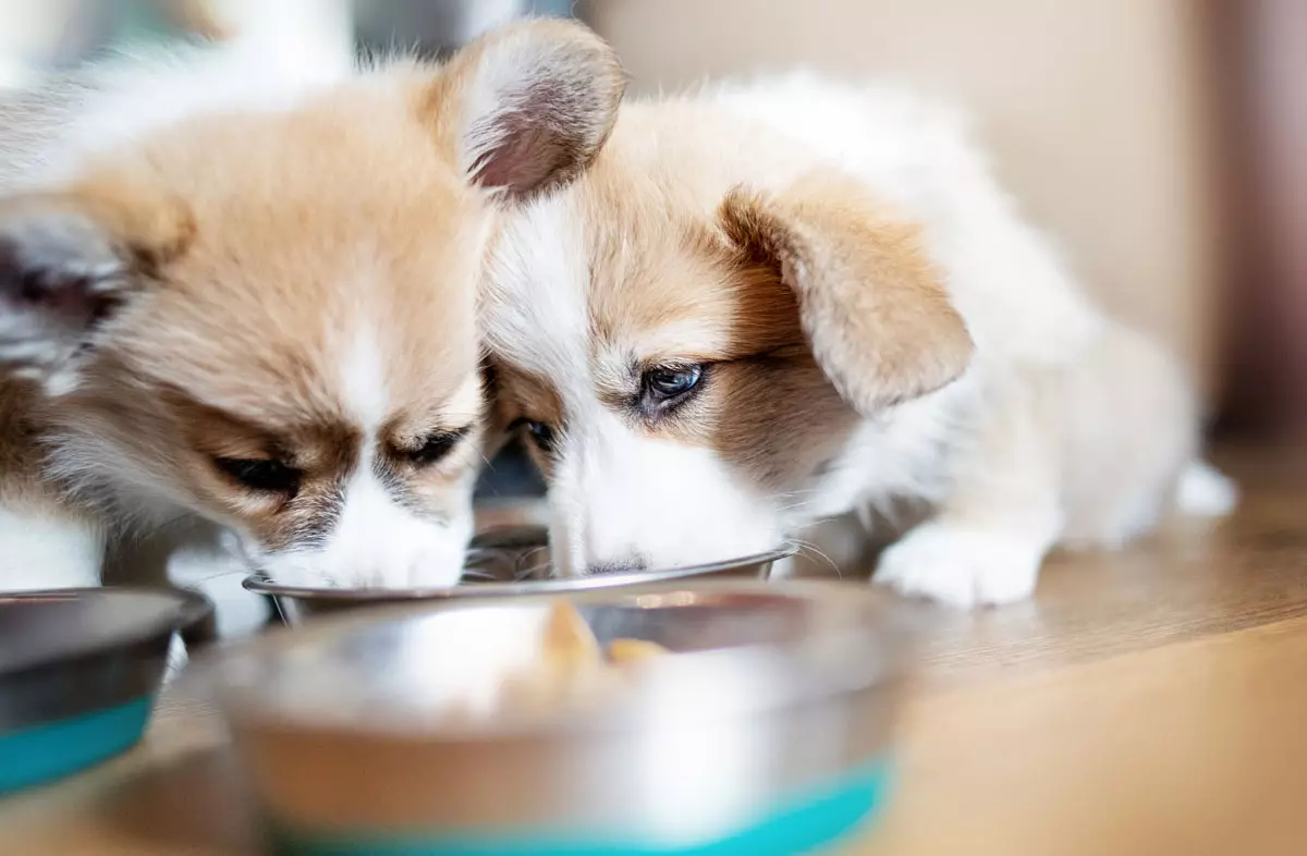 Droë voer vir hondjies (17 foto's): Kenmerke van voeding. Hoeveel gram moet gegee word 'n dag? Hoe om die norm op die tafel korrek te bereken? 12166_16