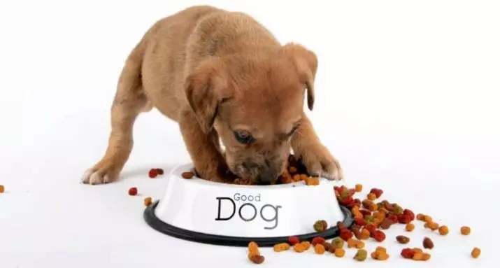 Droë voer vir hondjies (17 foto's): Kenmerke van voeding. Hoeveel gram moet gegee word 'n dag? Hoe om die norm op die tafel korrek te bereken? 12166_2