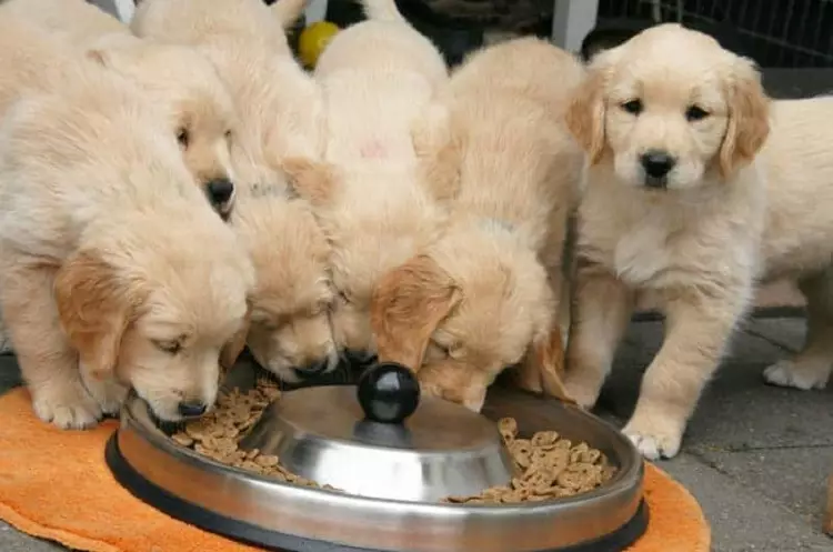 Suapan kering untuk anak anjing (17 foto): Ciri-ciri pemakanan. Berapa banyak gram yang perlu diberikan sehari? Bagaimana dengan betul mengira norma di atas meja? 12166_4