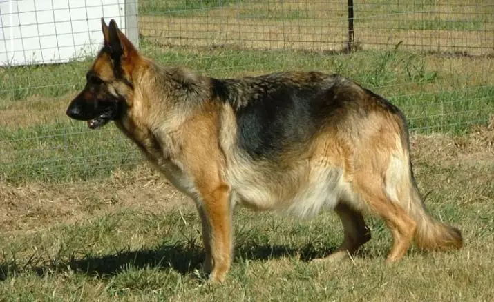 É possível dar nozes para cães? 13 foto Quais nozes não são prejudiciais e que categoricamente impossíveis? Noz nozes e avelãs, macadâmia e amendoim, caju e amêndoas? 12168_12