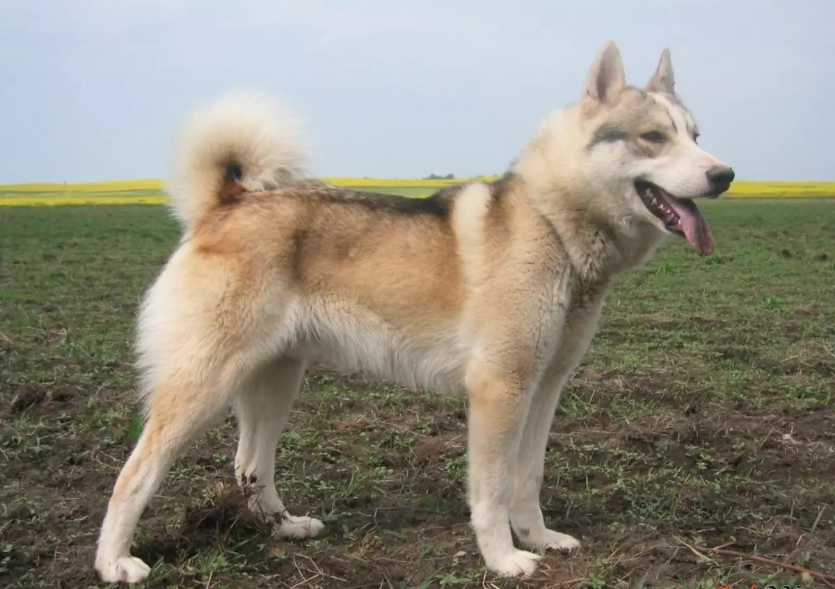 Ry honde (32 foto's): hersiening van die Noordelike en Chukotka, Kamchatka, Siberiese en ander ry rasse van die honde. Hoe word hulle geleer en opgelei? 12173_10