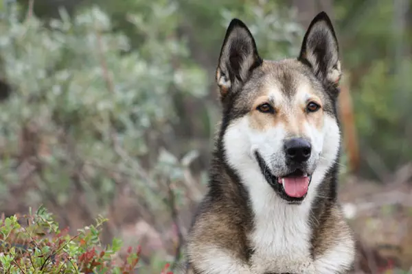 سگ های سواری (32 عکس): بررسی شمال و چوکوتکا، Kamchatka، سیبری و سایر نژادهای رانندگی سگ ها. چگونه آنها آموزش داده و آموزش داده می شوند؟ 12173_11