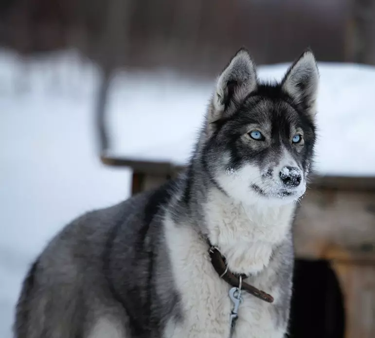 سگ های سواری (32 عکس): بررسی شمال و چوکوتکا، Kamchatka، سیبری و سایر نژادهای رانندگی سگ ها. چگونه آنها آموزش داده و آموزش داده می شوند؟ 12173_14