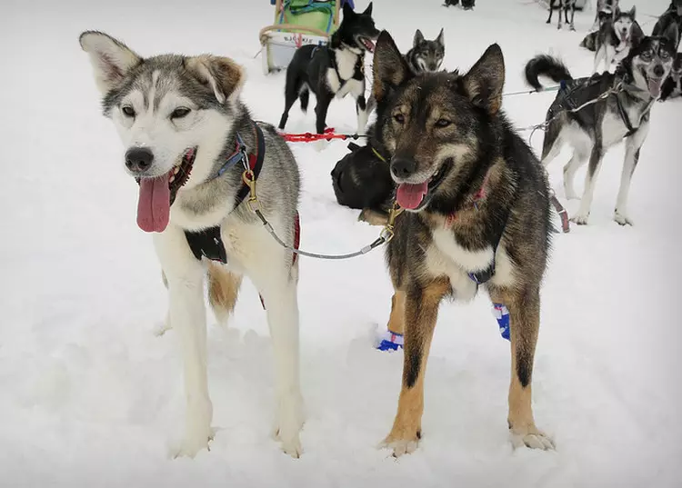 Reithunde (32 Fotos): Bewertung über den Norden und Chukotka, Kamtschatka, Sibirien und andere Fahrrassen von Hunden. Wie lernen sie unterrichtet und trainiert? 12173_15